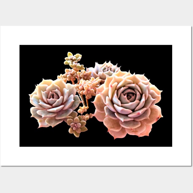 Suculentas Echeveria rose Wall Art by NerdsbyLeo